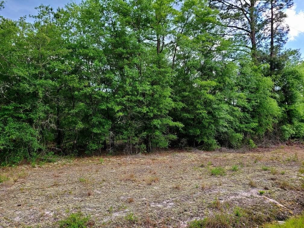 0 Scronce Road Harrells, NC 28444 - Photo 3 of 4 a view of outdoor space and yard