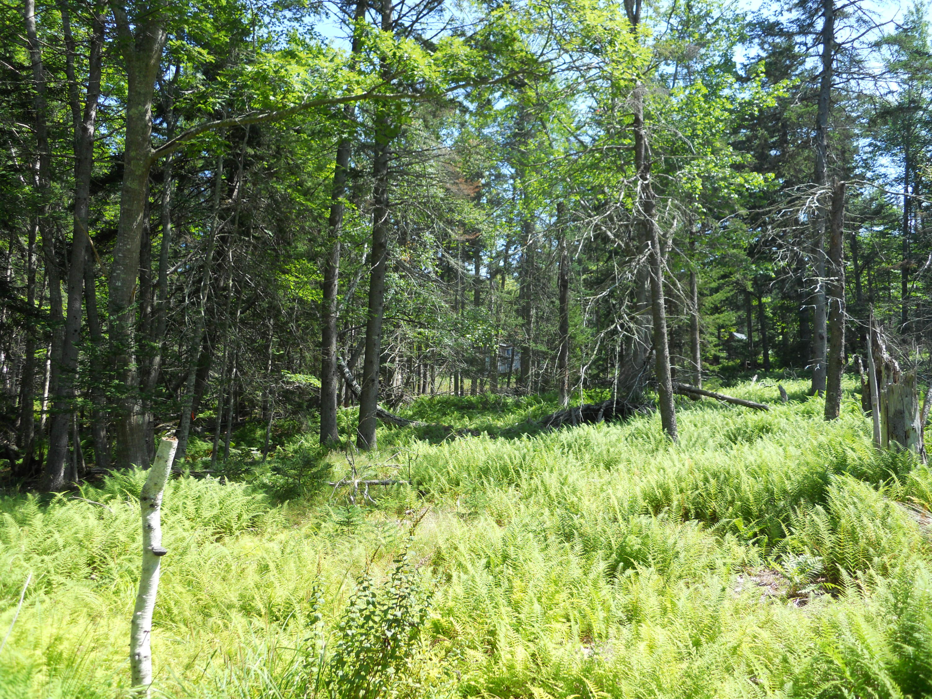 192 Marshall Cove Road Islesboro, ME 04848 - Photo 20 of 26 FernGladeDSCN0697