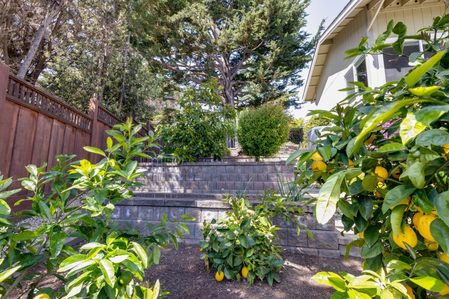 36 Tobin Clark Drive Hillsborough, CA 94010 - Photo 50 of 50 a view of a garden with plants