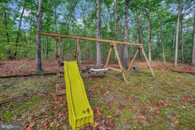 a view of a tree in a forest