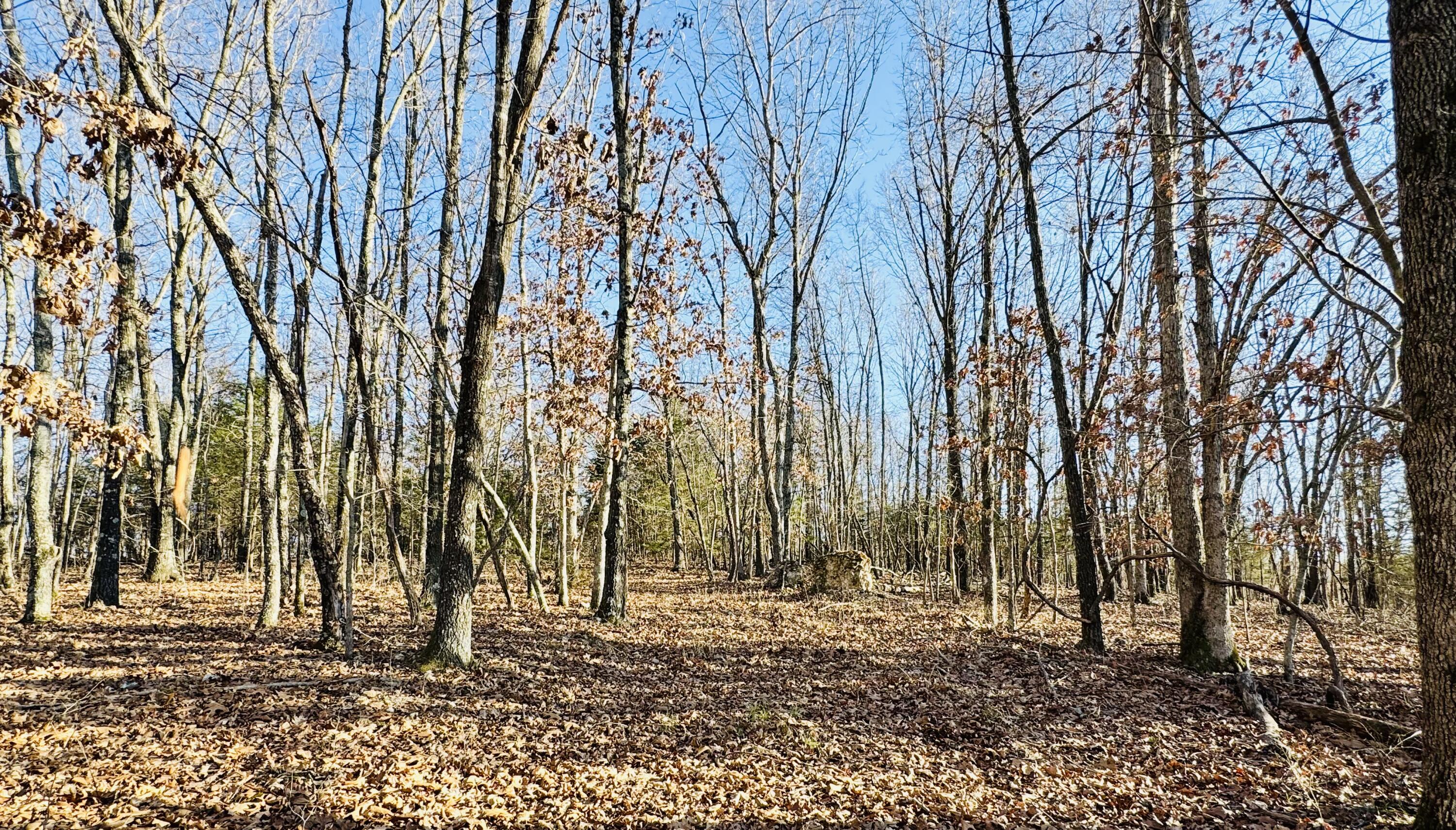 795 Anthony Road Pineville, MO 64856 - Photo 73 of 95 Fall
