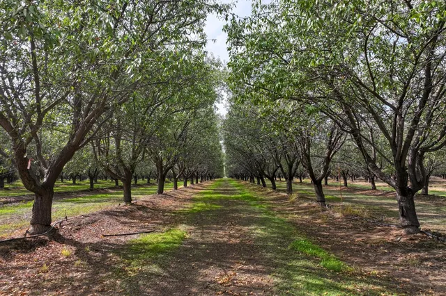 a view of a field with an ocean