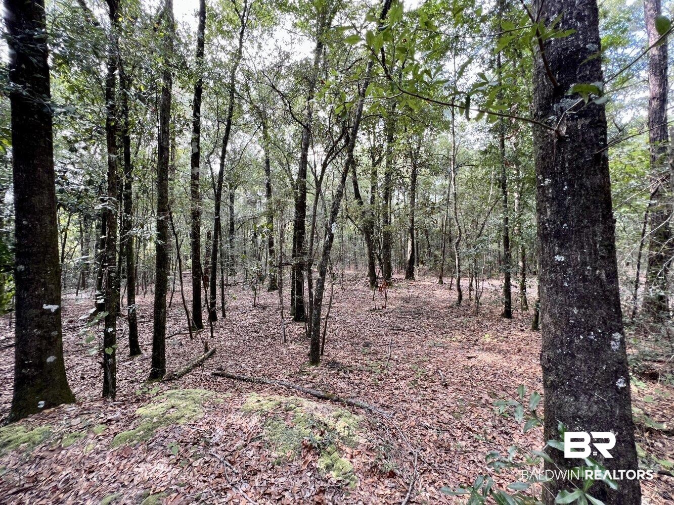 0 Bear Fork Road Mobile, AL 36618 - Photo 31 of 50