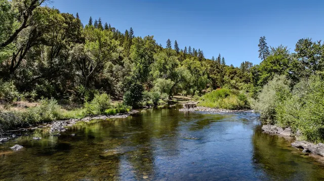 a view of a tree in a yard