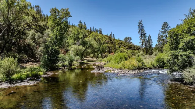 a view of a forest with a tree