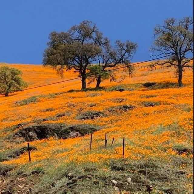 0 Electra Road Jackson, CA 95642 - Photo 2 of 51 a view of ocean view