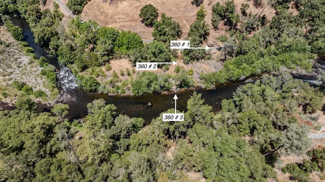 a view of a forest with a tree