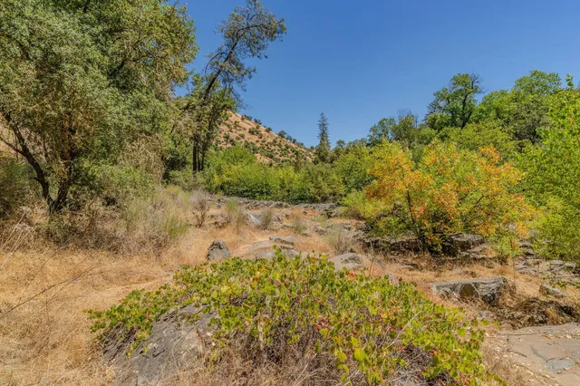 a view of a yard with a tree