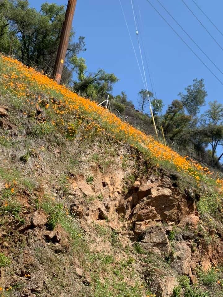 0 Electra Road Jackson, CA 95642 - Photo 44 of 51 a view of a yard with a tree