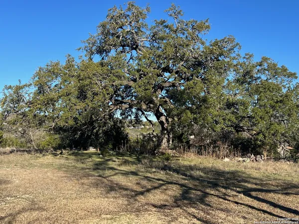 a view of a tree with a yard
