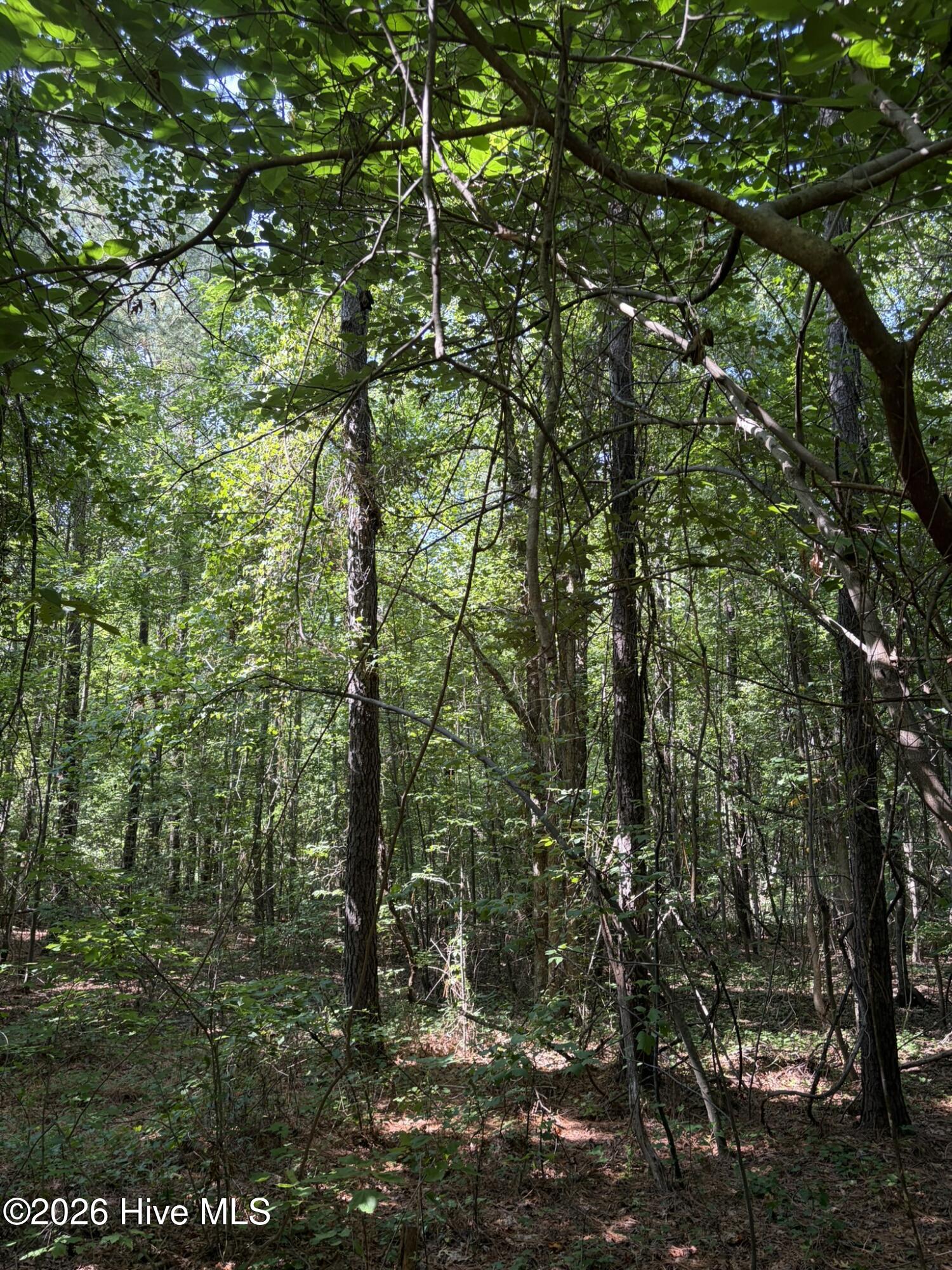 Tbd Green Road Ellerbe, NC 28338 - Photo 19 of 23