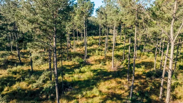 $445,000 | Tbd Tbd Terrell's Bay Road, Marion, SC 29571