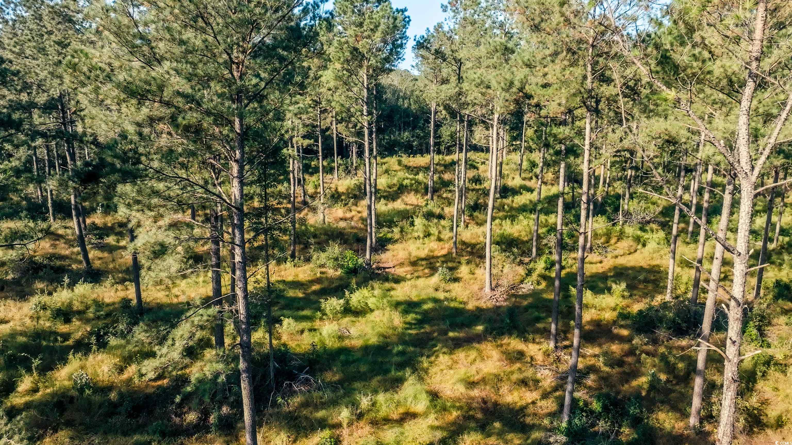 Tbd Tbd Terrell's Bay Road Marion, SC 29571 - Photo 1 of 8 View of local wilderness
