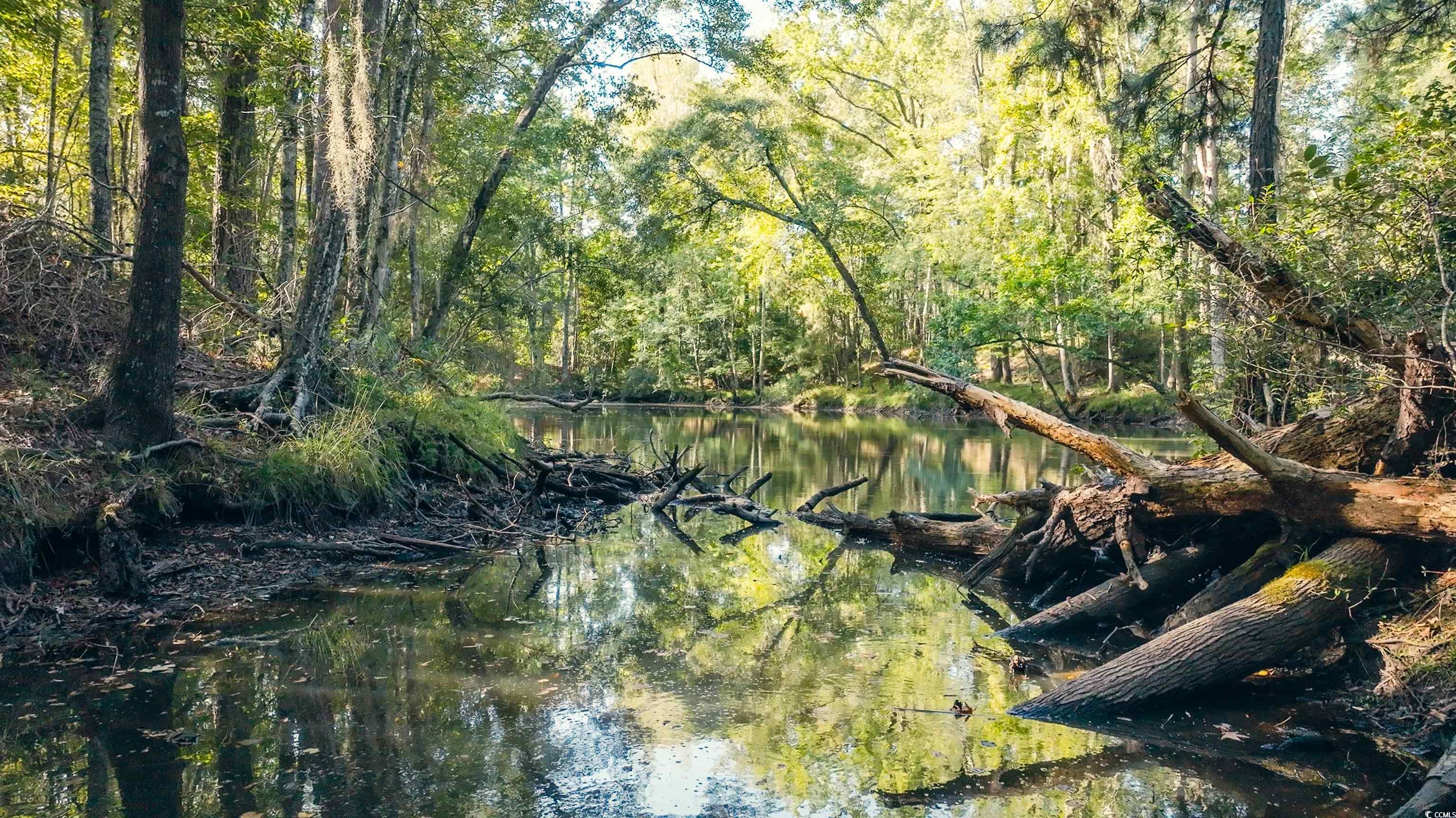 Tbd Tbd Terrell's Bay Road Marion, SC 29571 - Photo 3 of 8 View of tree filled area with a water view