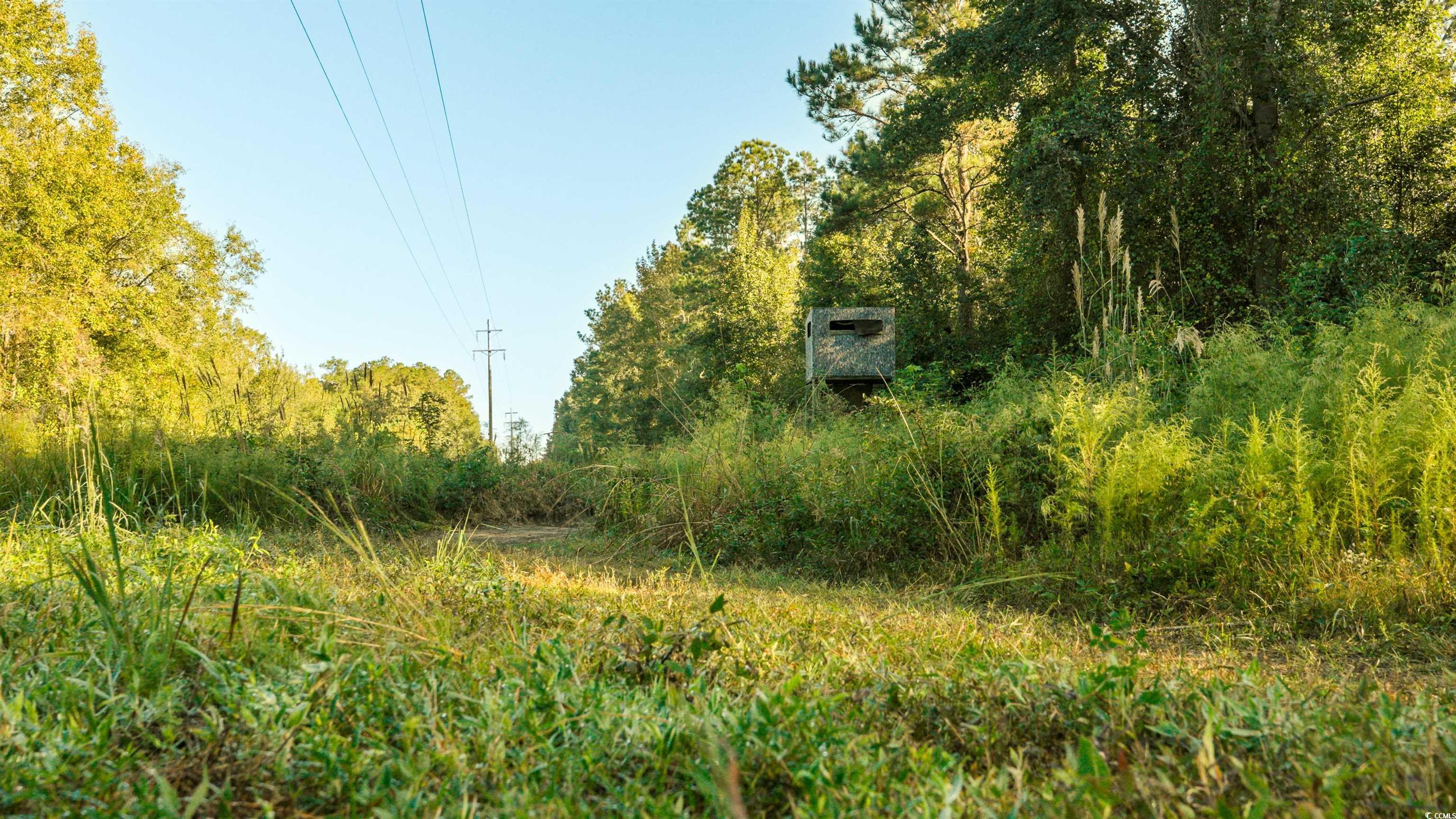 Tbd Tbd Terrell's Bay Road Marion, SC 29571 - Photo 6 of 8 View of local wilderness