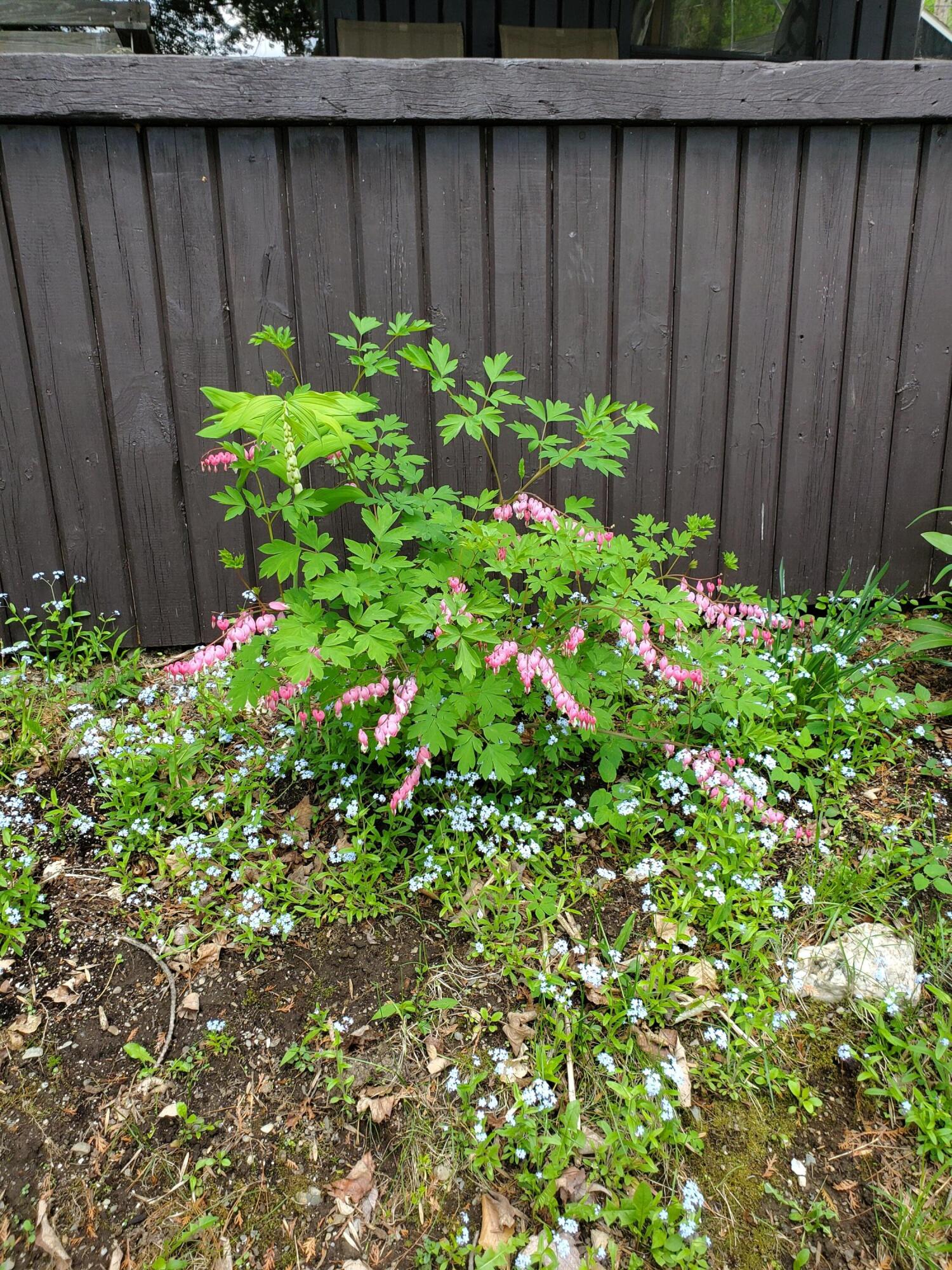 31 Swan Lane Dexter, ME 04930 - Photo 99 of 102 20250526_145754