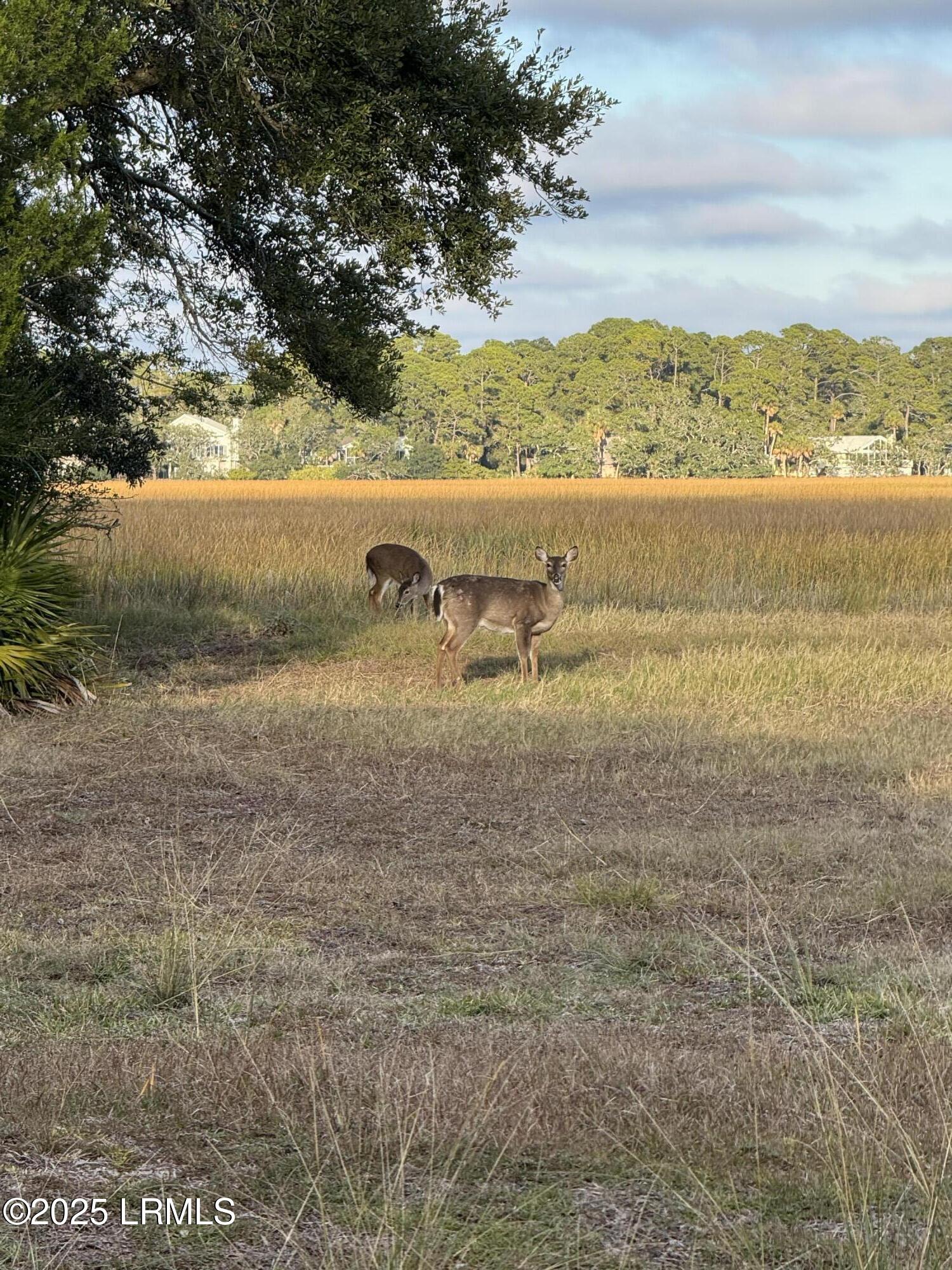 813 Speckled Trout Road Fripp Island, SC 29920 - Photo 9 of 33 IMG_7936