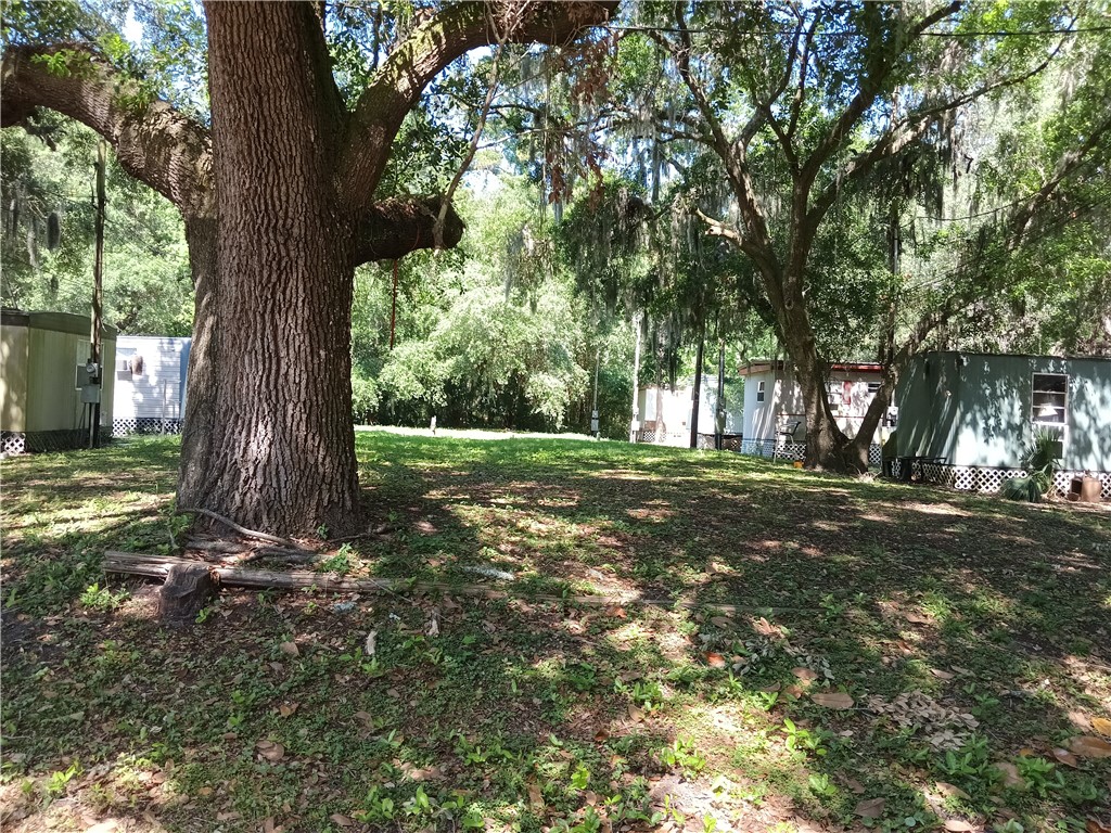 a view of a tree in the middle of a yard