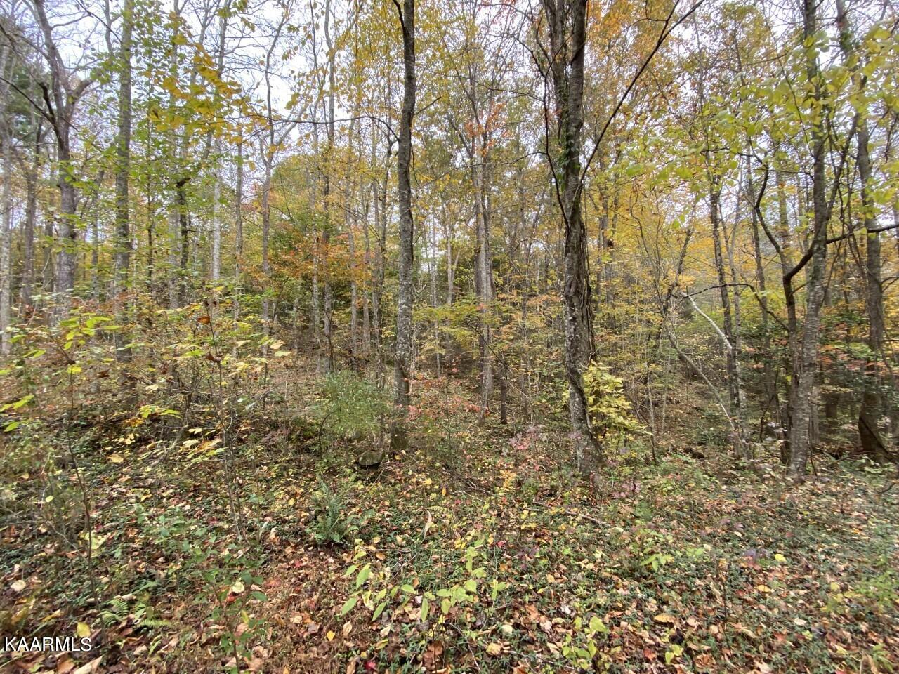 2 Deermont Road Wartburg, TN 37887 - Photo 3 of 7 view from road