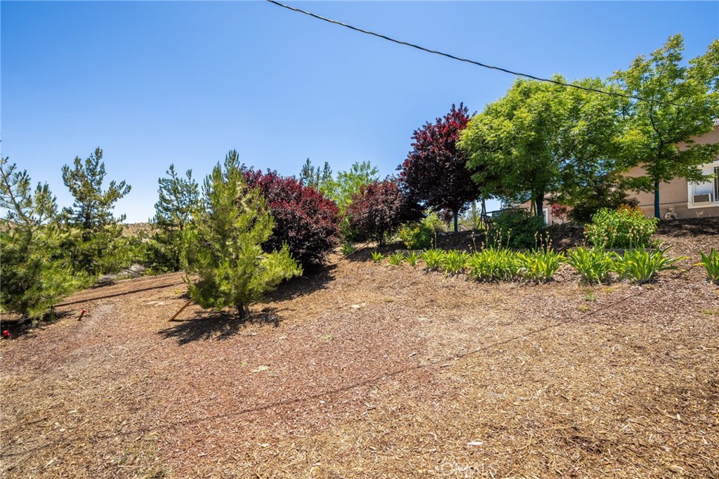 7575 Rancho Road Pinon Hills, CA 92397 - Photo 26 of 38 a picture of plants