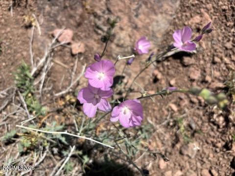 80 Rodero Road Reno, NV 89510 - Photo 14 of 15 a view of a yard