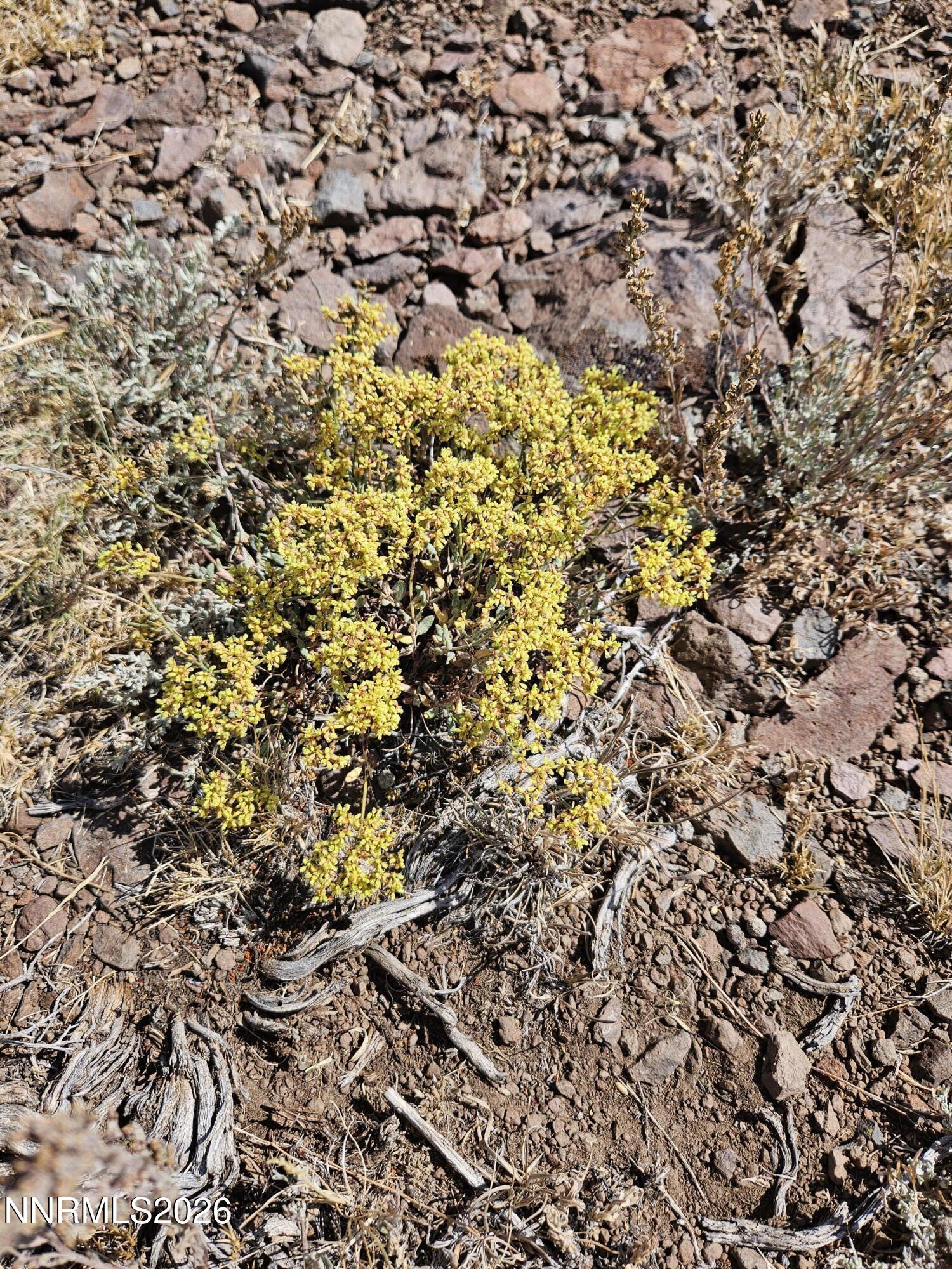 80 Rodero Road Reno, NV 89510 - Photo 15 of 15 unknown