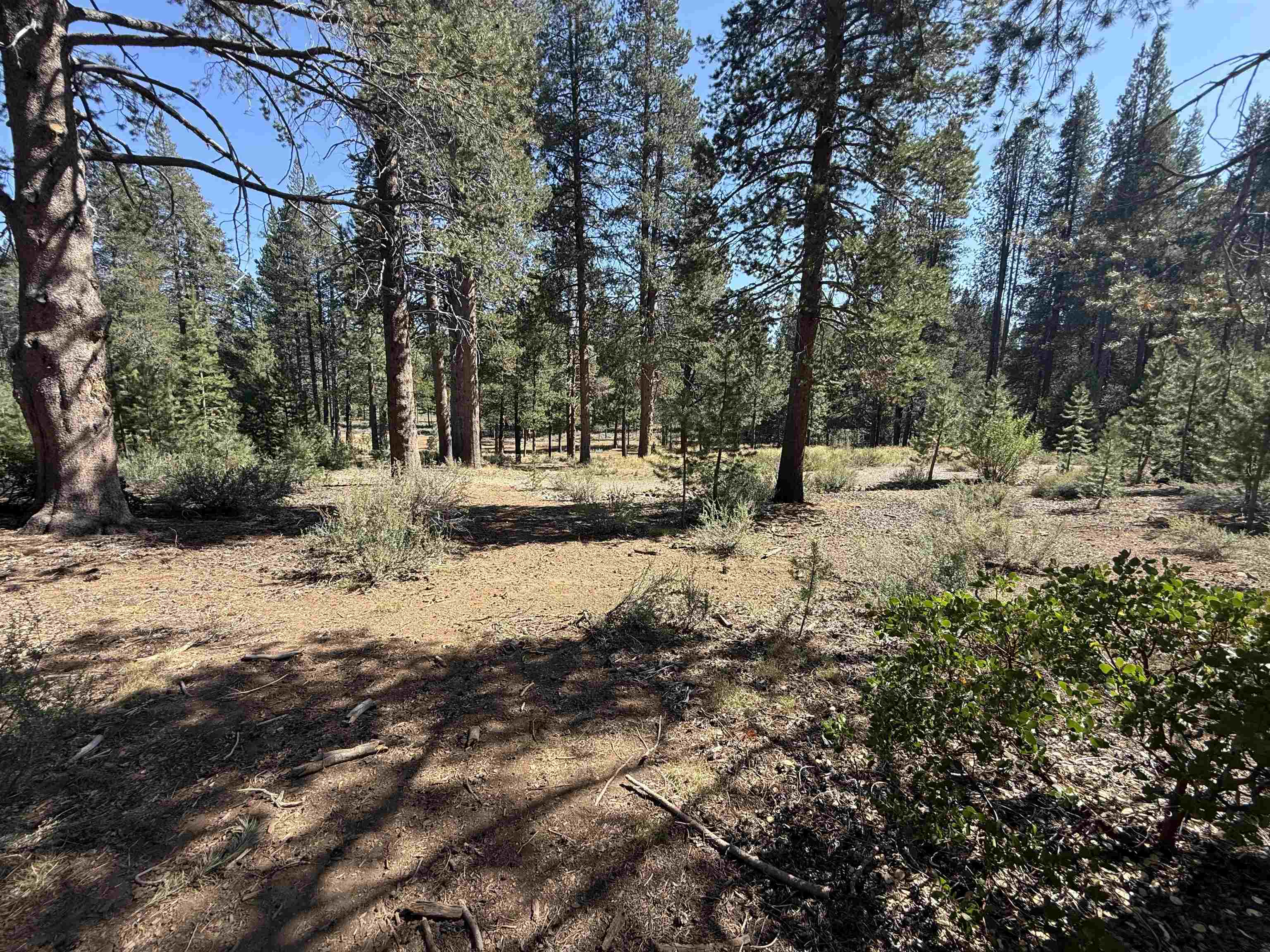 11731 Ghirard Road Truckee, CA 96161 - Photo 11 of 23 a view of a yard with a tree