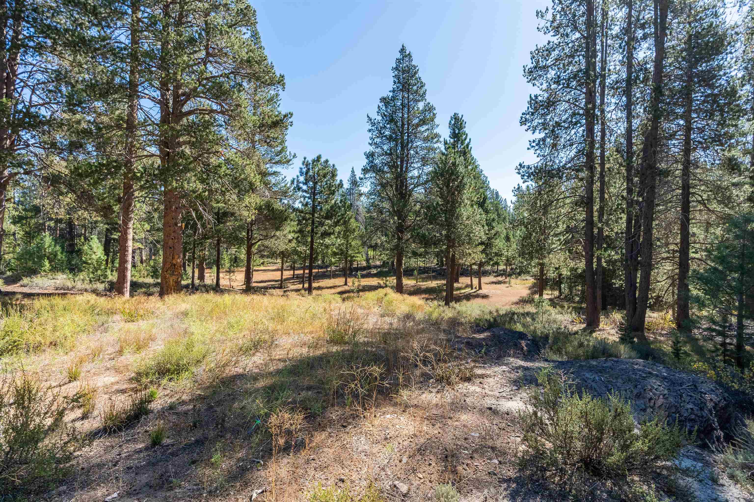 11731 Ghirard Road Truckee, CA 96161 - Photo 20 of 23 a view of yard with trees