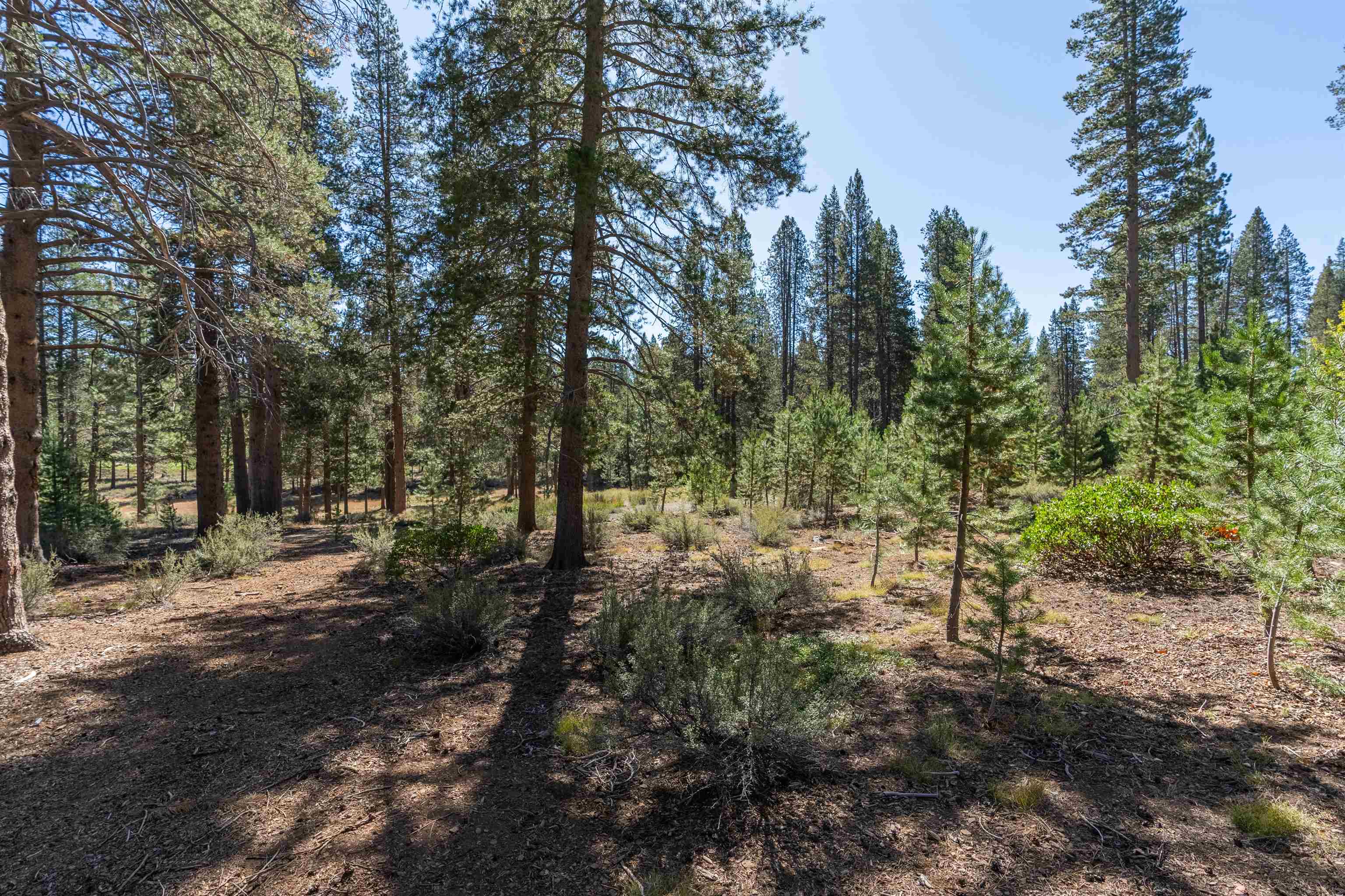 11731 Ghirard Road Truckee, CA 96161 - Photo 21 of 23 a view of a forest with trees