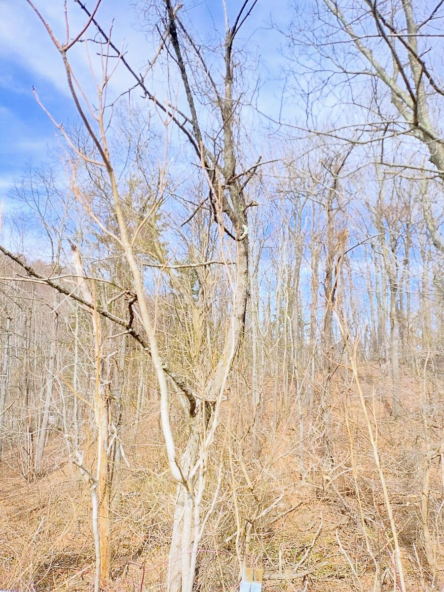 0 Bent Mountain Road Bent Mountain, VA 24059 - Photo 21 of 21 IMG_20250226_125114448_HDR_AE