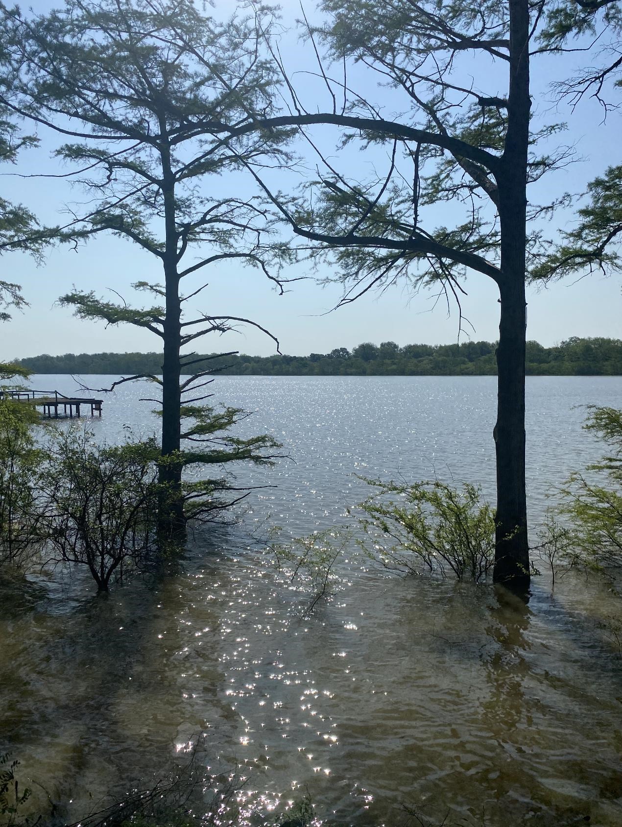 8 Neill Cove Dundee, MS 38626 - Photo 1 of 6 a view of a lake with a tree in the background