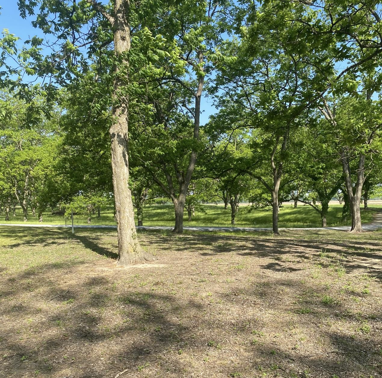 8 Neill Cove Dundee, MS 38626 - Photo 4 of 6 a view of a yard with a tree
