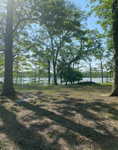 a view of a trees in a yard