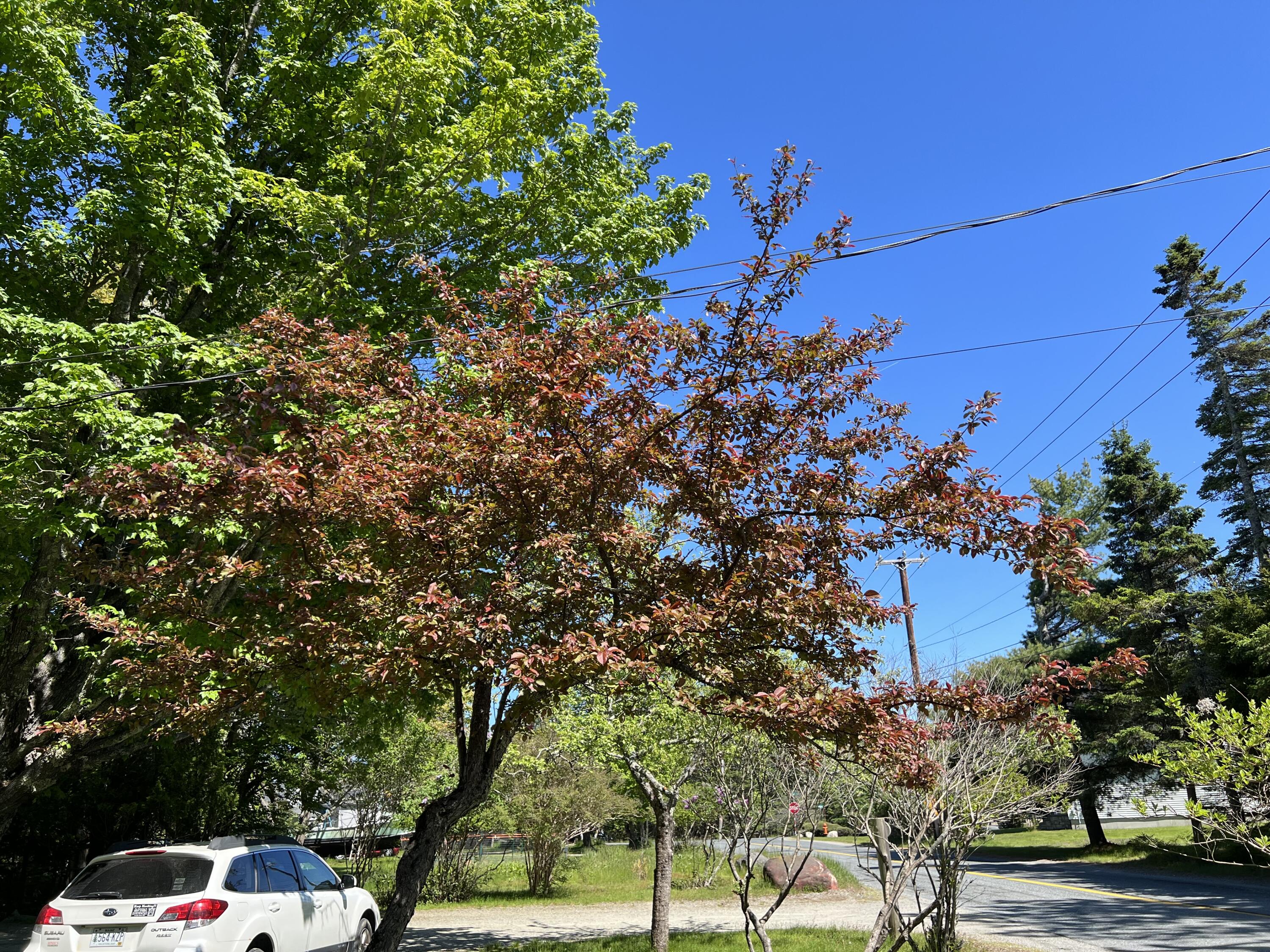 4 Long Pond Road Southwest Harbor, ME 04679 - Photo 32 of 35