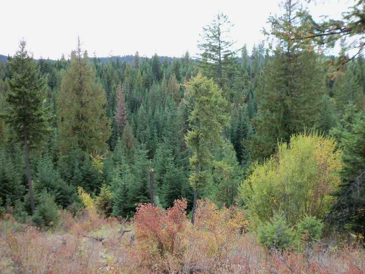 Xx Foothills Road Newman Lake, WA 99025 - Photo 9 of 10 Gallery Image 9
