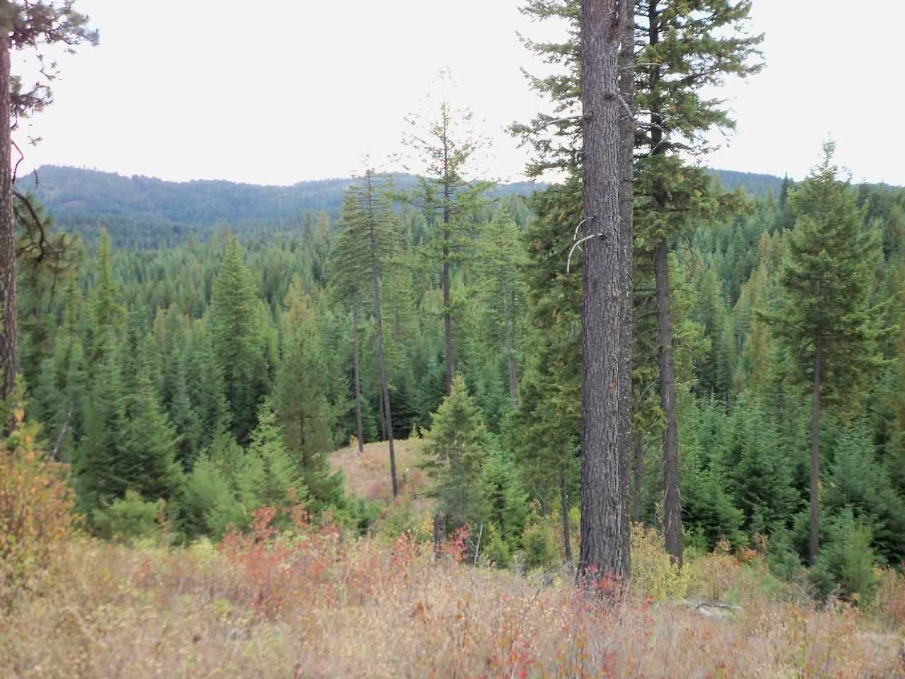 Xx Foothills Road Newman Lake, WA 99025 - Photo 10 of 10 Gallery Image 10