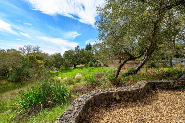 a view of a garden with plants and large trees