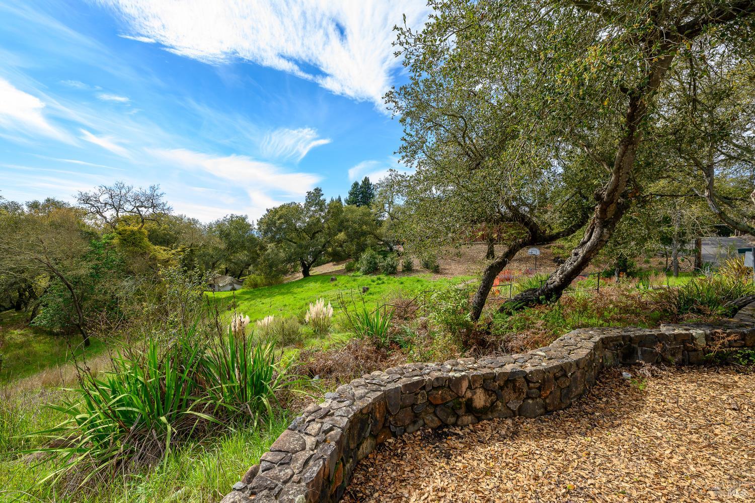 a view of a garden with plants and large trees