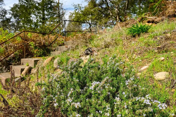 a view of a tree with a yard
