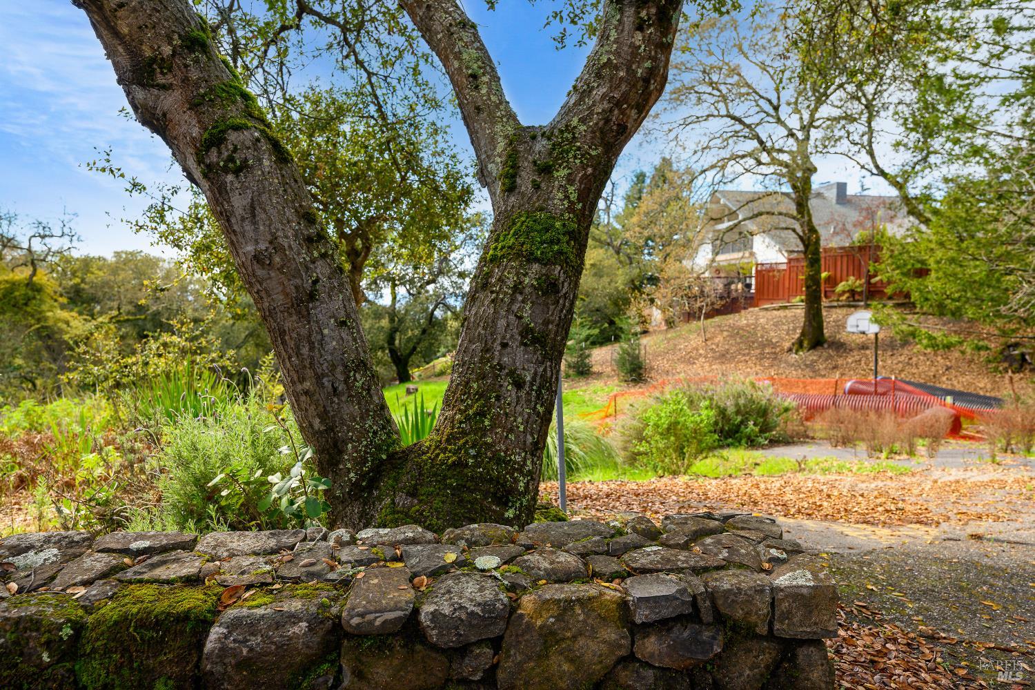 5275 Wikiup Court Santa Rosa, CA 95403 - Photo 12 of 24 a view of a tree with a yard