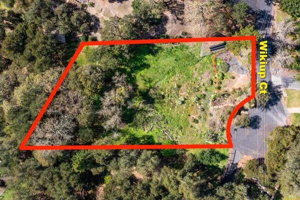 a view of a yard with flowers