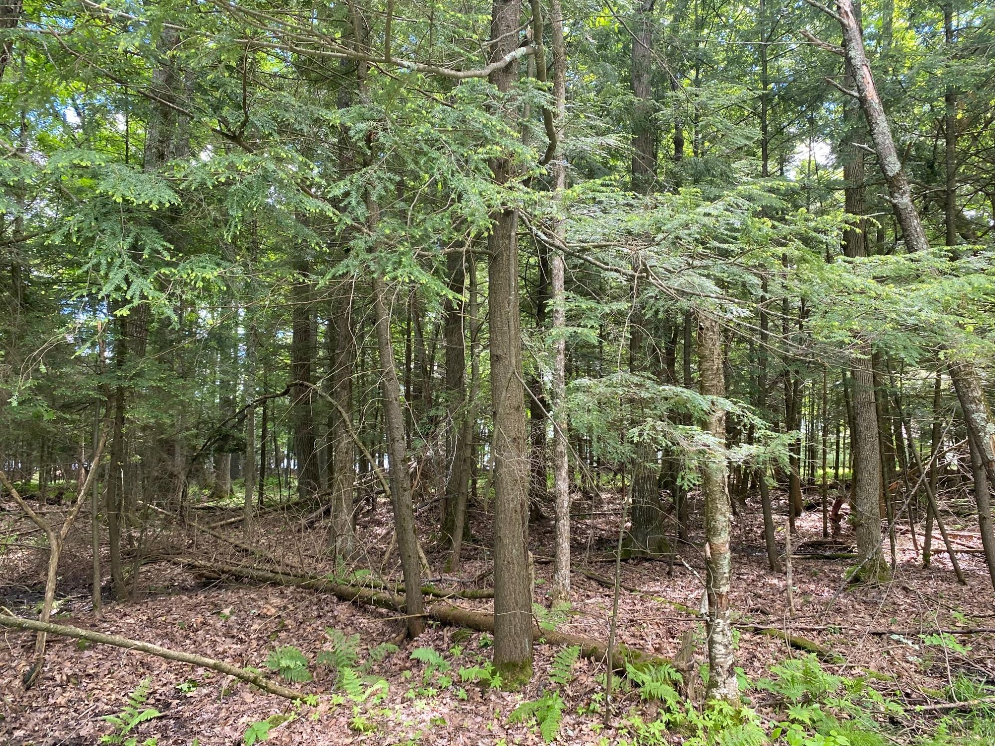 On Sabinois Point Road Pelican Lake, WI 54463 - Photo 14 of 19 Gallery Image 14