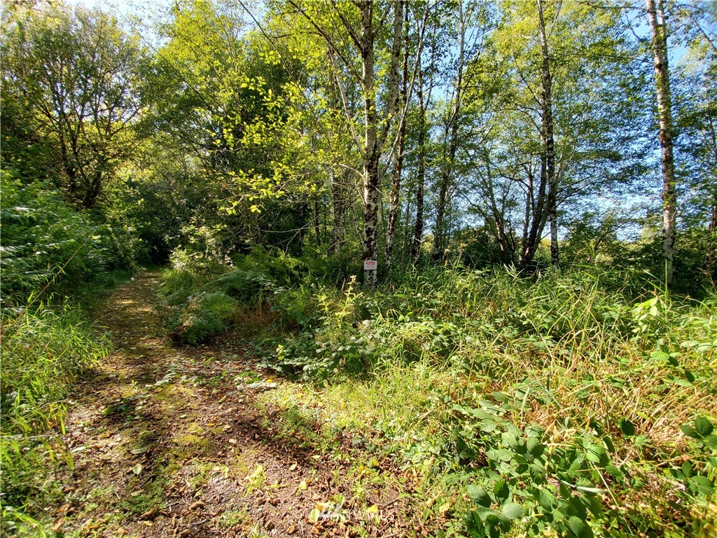0 Taylors Ferry Road Elma, WA 98541 - Photo 13 of 16 Gallery Image 13