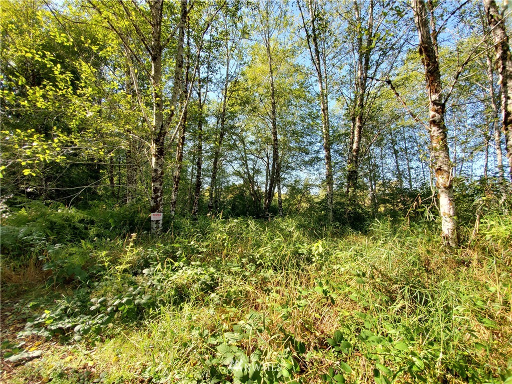 0 Taylors Ferry Road Elma, WA 98541 - Photo 14 of 16 Gallery Image 14