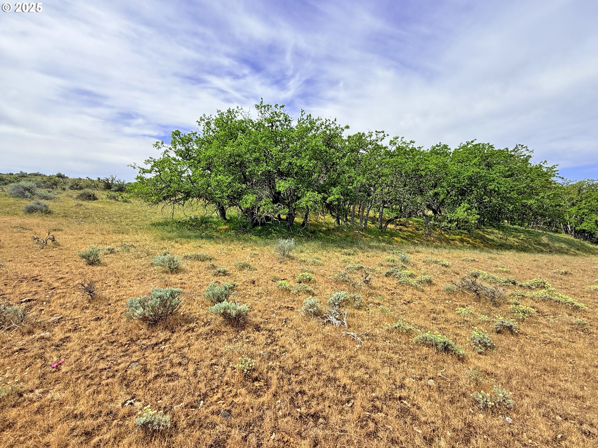 Off Gnarly Oaks Goldendale, WA 98620 - Photo 37 of 43 a view of a yard with an trees