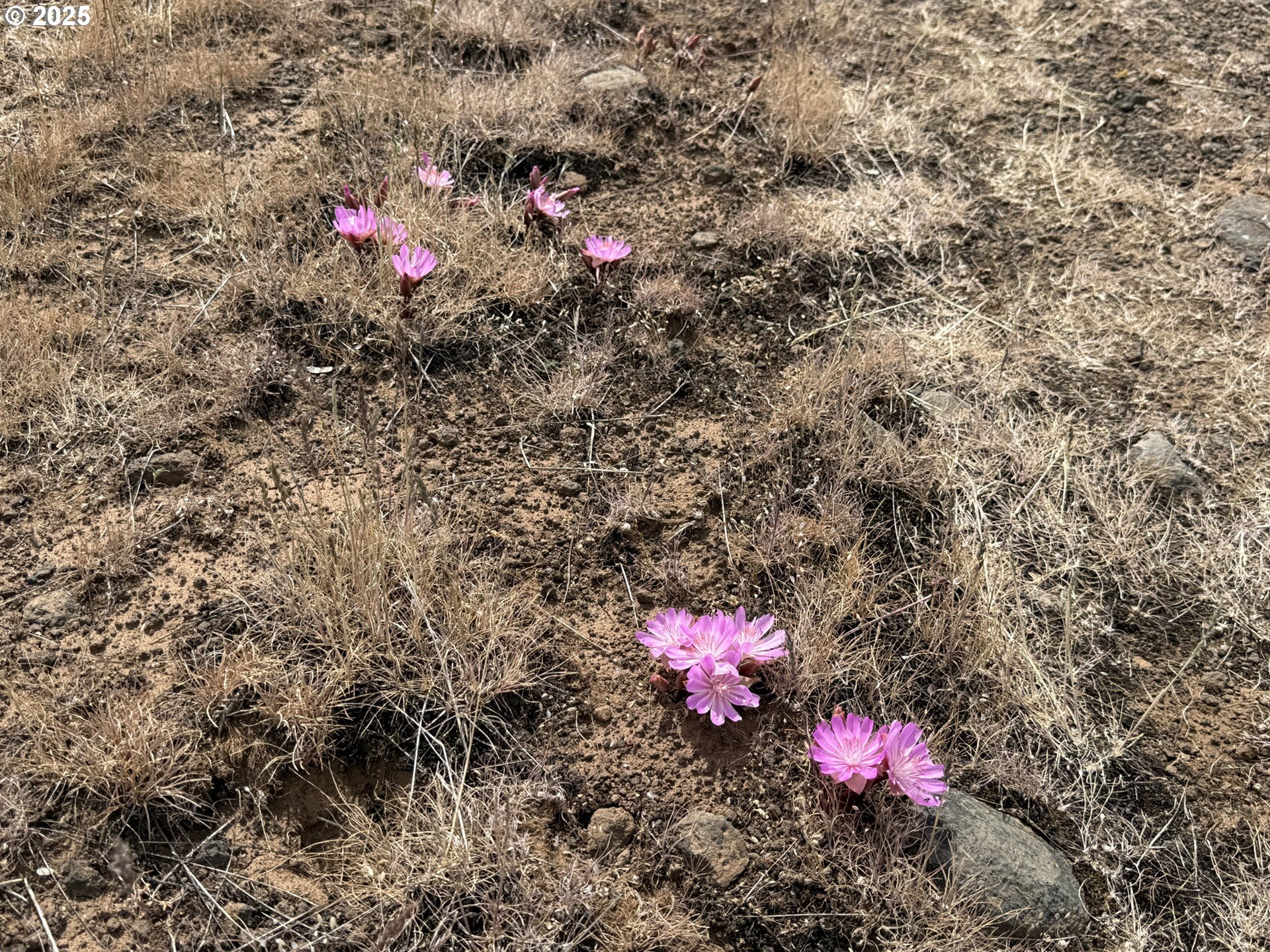 Off Gnarly Oaks Goldendale, WA 98620 - Photo 42 of 43 a view of a flower