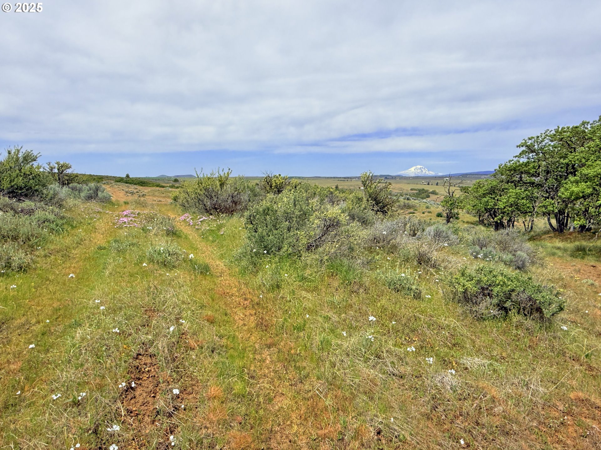 Off Gnarly Oaks Goldendale, WA 98620 - Photo 10 of 43 a view of a large yard with lots of trees