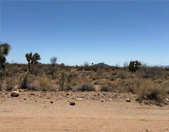 a view of a dry yard