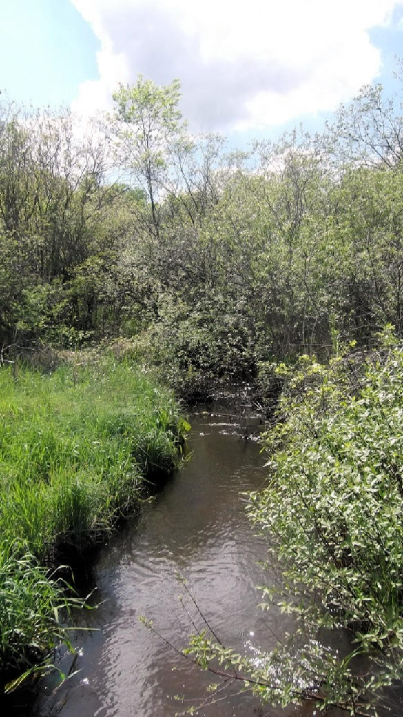 16535 Bailey Road Bailey, MI 49303 - Photo 16 of 24 creek2