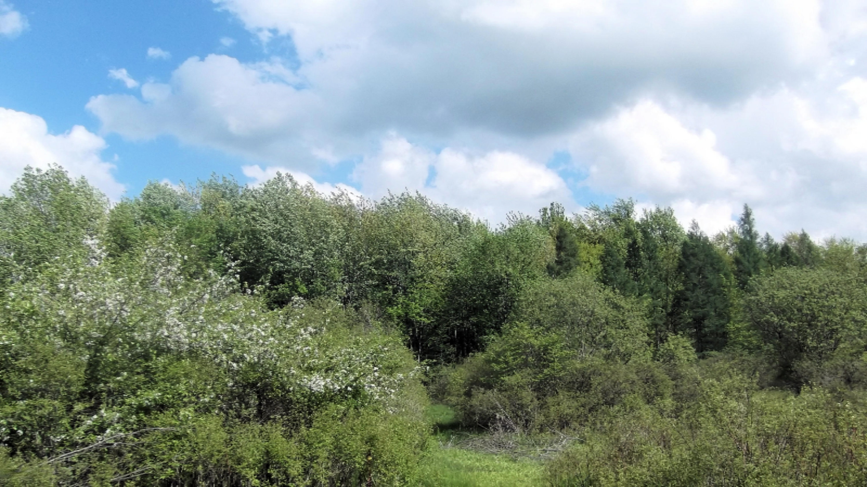 16535 Bailey Road Bailey, MI 49303 - Photo 23 of 24 trail